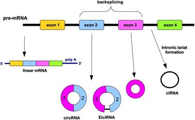 Circular RNAs in Embryogenesis and Cell Differentiation With a Focus on Cancer Development